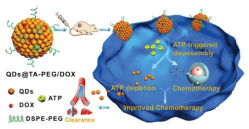 組裝量子點-酚醛納米團簇 基于ATP的智能靶向遞送系統與中藥現代化